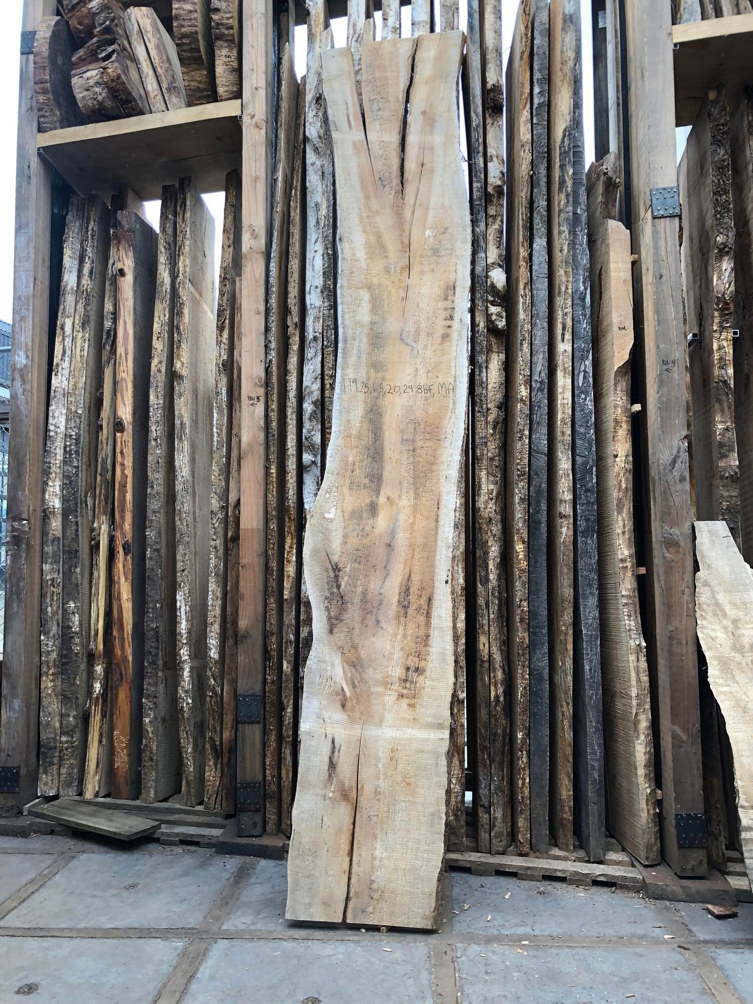 Big Leaf Maple